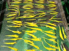 黃花菜烘干現場